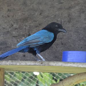 San Blas Jay
