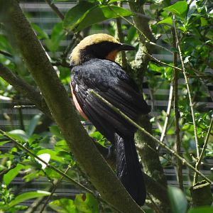 Yellow-crowned gonolek