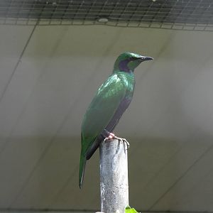 Iris glossy starling
