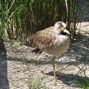 African wattled lapwing