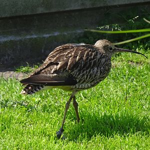 Eurasian curlew