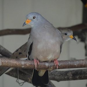 Croaking ground-dove