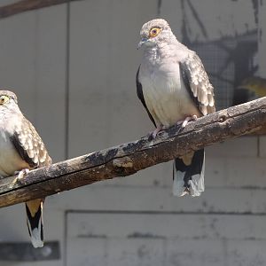 Bare-faced ground-dove