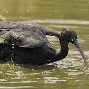 Glossy ibis bathing