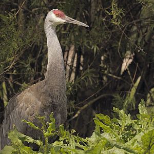Florida sandhill crane