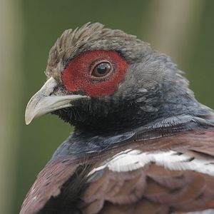 Humes bar-tailed pheasant