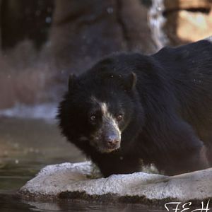 female andean bear