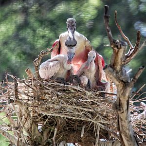 spoonbill chicks in nest