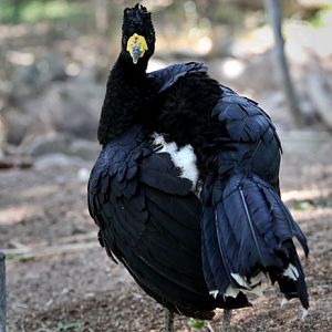 male yellow knob curassow