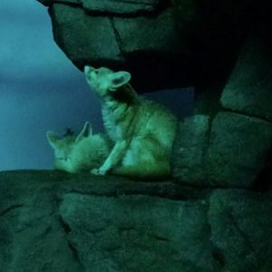 Duplicate Please Delete