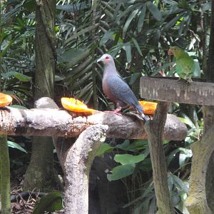 Pinon Imperial Pigeon (Ducula pinon)