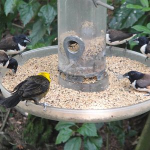 Yellow Headed Blackbird and Magpie Mannikins