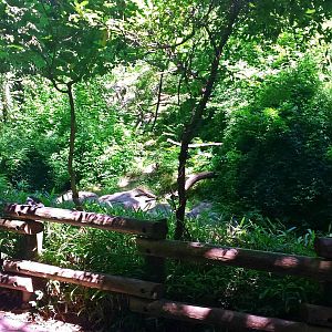 Jungle Trails - Asia