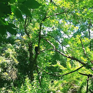 Jungle Trails - Asia