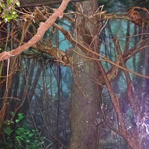 Jungle Trails - Tropical African Animals