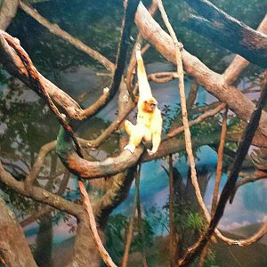 Jungle Trails - Tropical Asian Animals