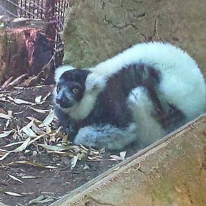 Jungle Trails - Africa