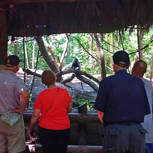 Jungle Trails - Africa