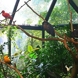 Wings of the World - South America