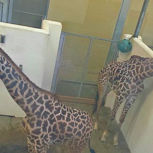 Africa - Giraffe Ridge