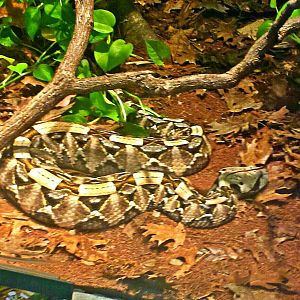 Reptile House