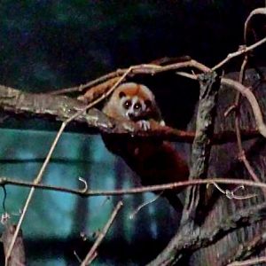 Jungle Trails - Tropical Asian Animals