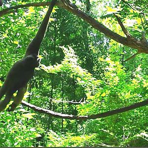 Jungle Trails - Asia