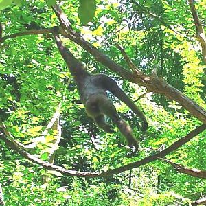 Jungle Trails - Asia