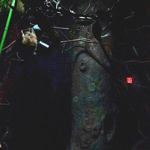 Jungle Trails - Tropical African Animals