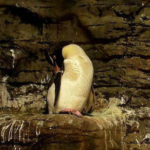 Wings of the World-Sub-Antarctica