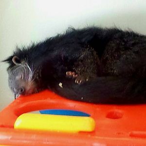 Childrens Zoo-Nursery