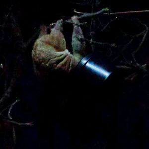 Jungle Trails - Tropical African Animals