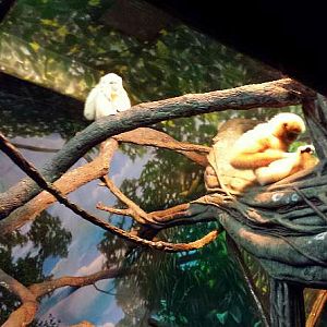 Jungle Trails - Tropical Asian Animals