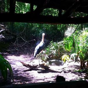 Jungle Trails - Asia