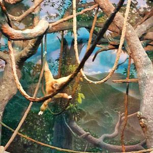 Jungle Trails - Tropical Asian Animals