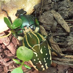 World of the Insect-Success of the Insect