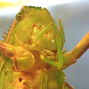 World of the Insect-Insect Lifestyles