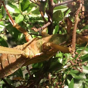 World of the Insect-Insects in Motion