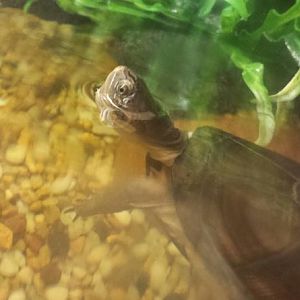 World of the Insect-What Eats Insects