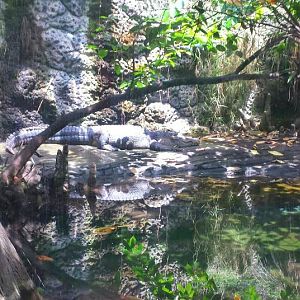 Manatee Springs