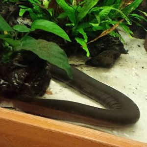 Manatee Springs-Florida Biodiversity