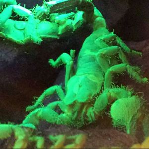 World of the Insect-Success of the Insect