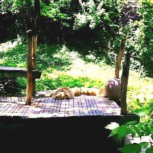 White Lions of Timbavati