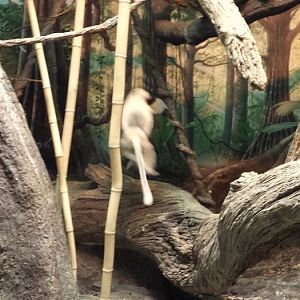 Jungle Trails - Tropical African Animals