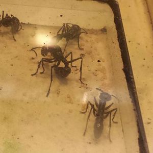 World of the Insect-Insect Lifestyles