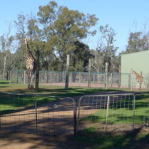 Rothschild Giraffe pair