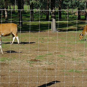 Bantang & Blackbuck female