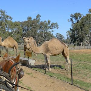 camels