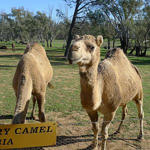 camels