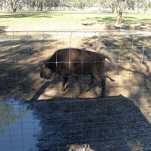 Bison calf